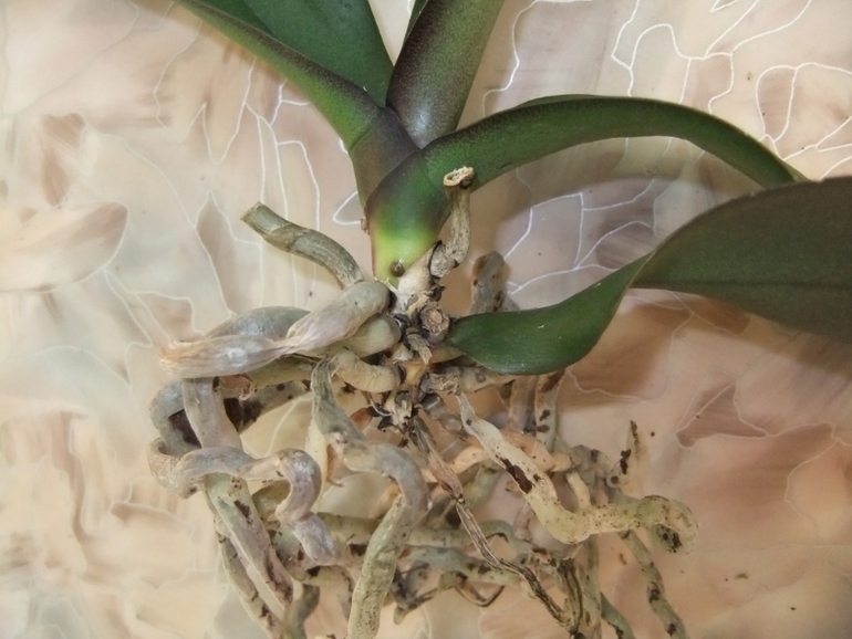 Орхидейка теряет листья(