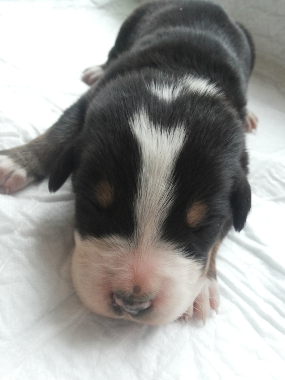 Щенки Большого Швейцарского Зенненхунда (Гросс) (не для выставок)