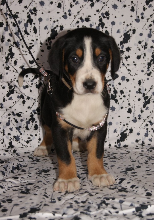 Щенки Большого Швейцарского Зенненхунда (Гросс)