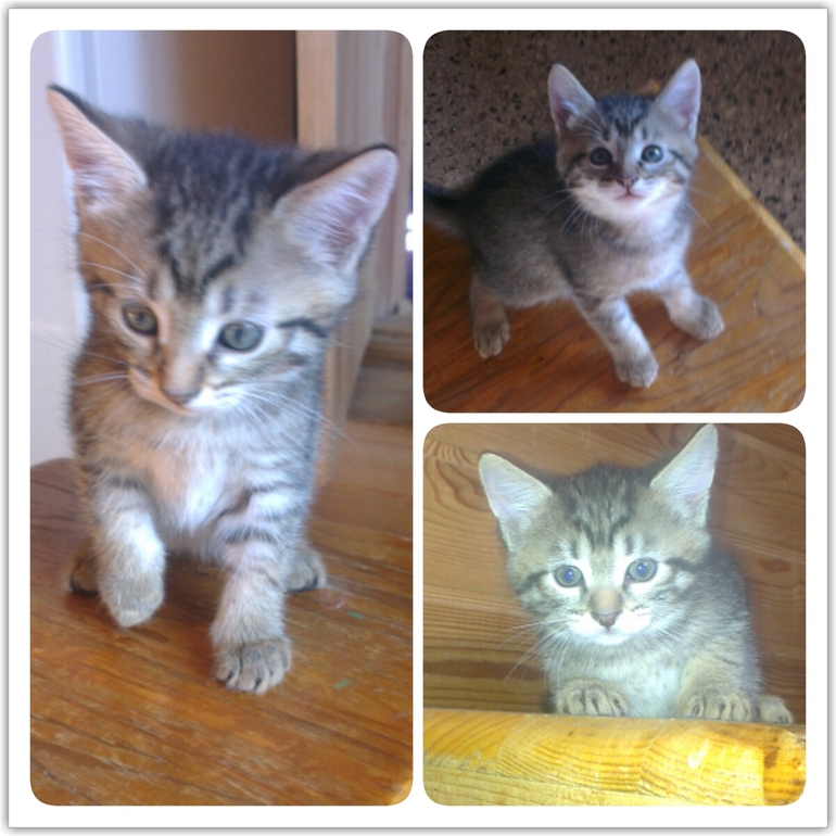 Котятки в добрые руки! Москва