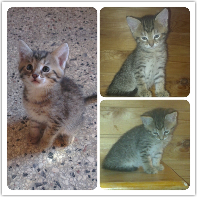 Котятки в добрые руки! Москва