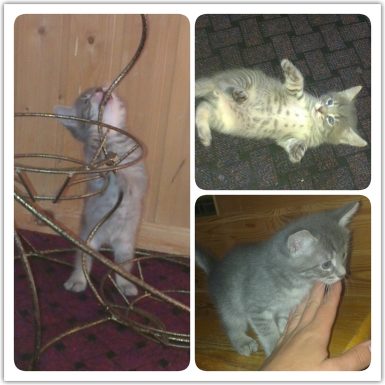 Котятки в добрые руки! Москва