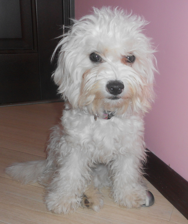 Пристраиваю собаку