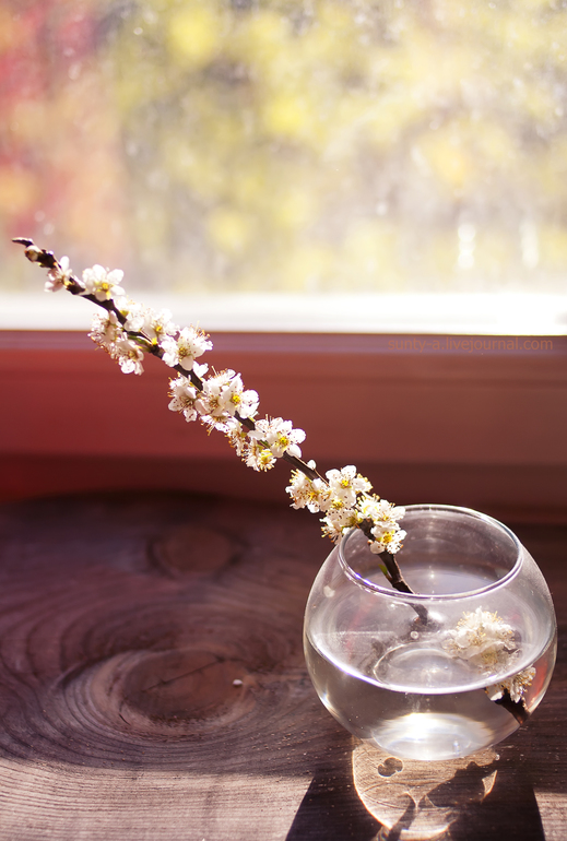 Веточка нежности