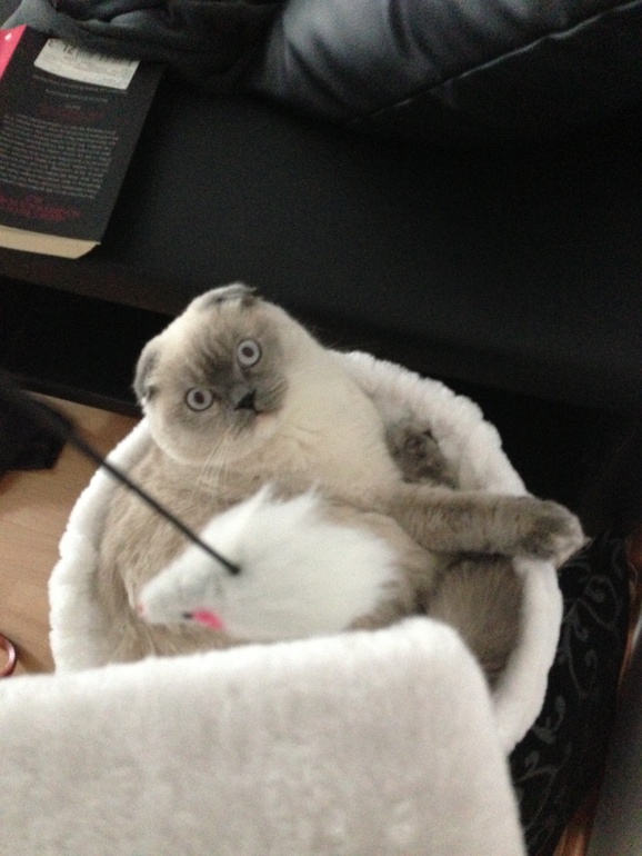 Вот моя мордастенькая)))