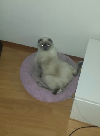 Вот моя мордастенькая)))