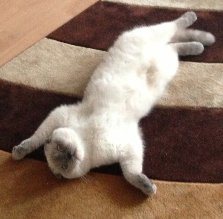 Вот моя мордастенькая)))