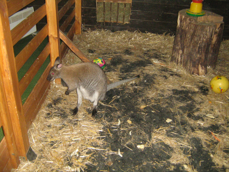 Контактный зоопарк на ВДНХ