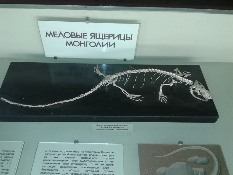 Вика в музее-в Палеотологическом