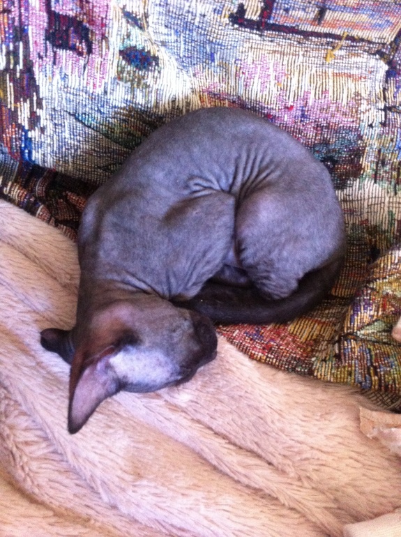 Купили кошку сфинкса