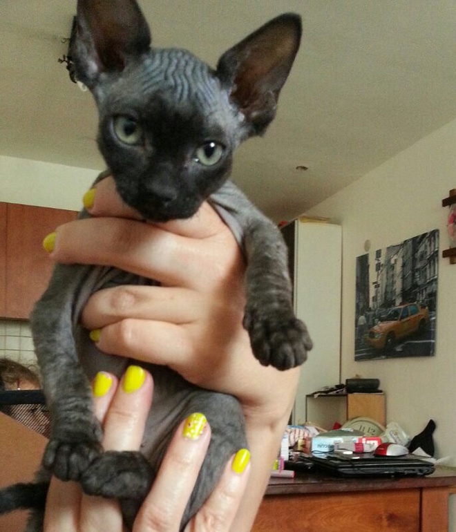 Купили кошку сфинкса