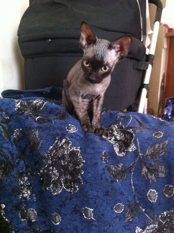 Купили кошку сфинкса