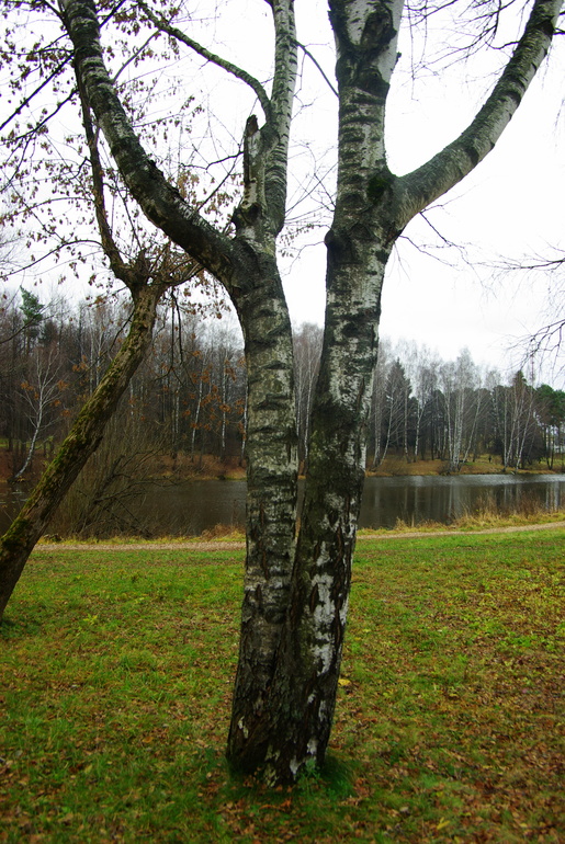 Захарово 31.10.13 ..природа засыпает..
