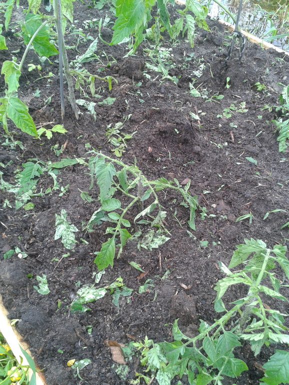 Собрали урожай...