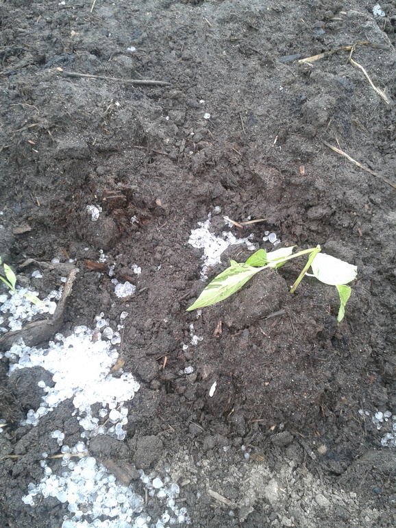 Собрали урожай...