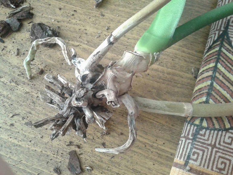 Фаленопсис мой практически умер?! Отрезанные корни.