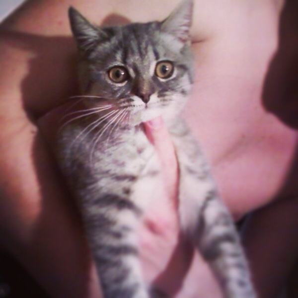 Фото дочи.... Кошки