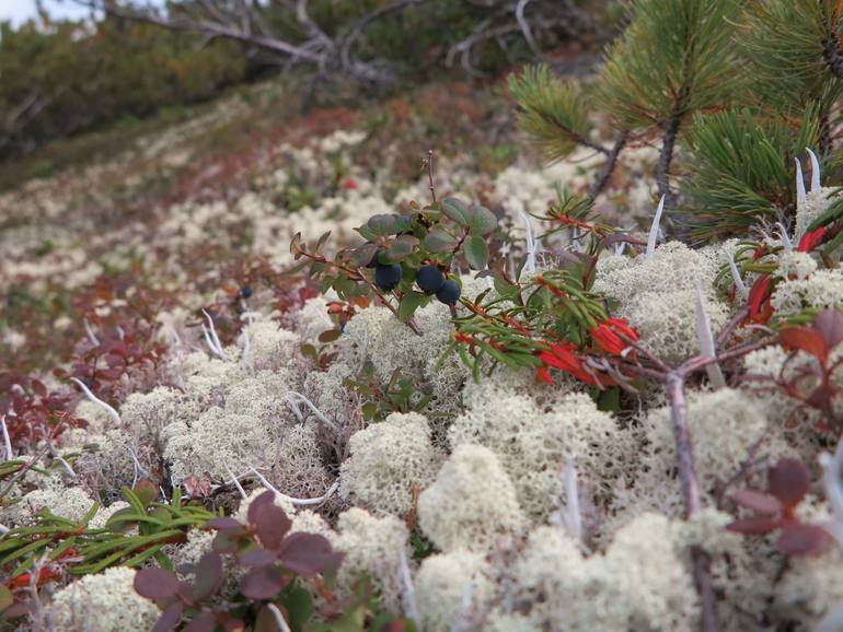 Камчатка - любовь моя. Осторожно, куча фото)