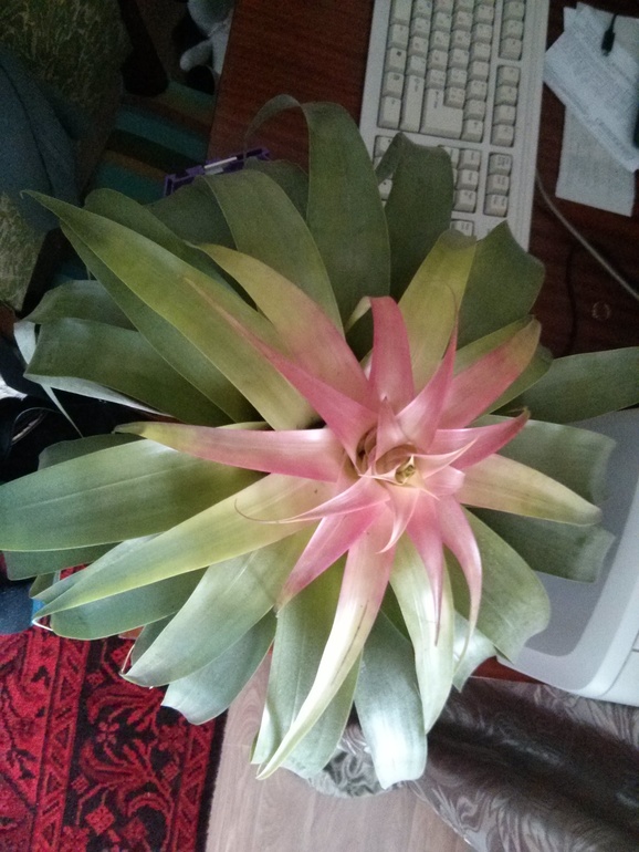 Кто такой?))