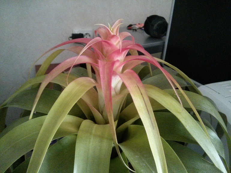 Кто такой?))