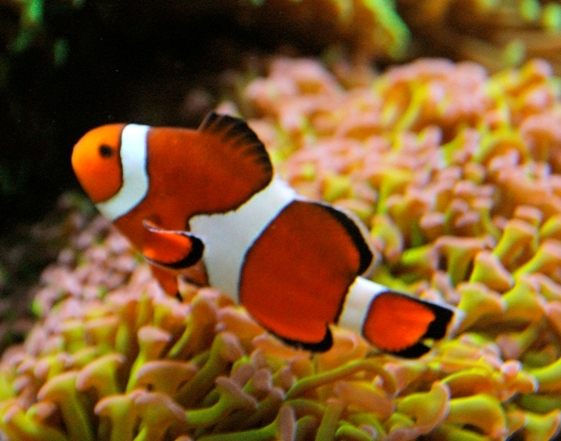 Океанариум(г.Киев)