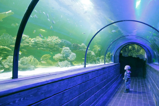 Океанариум(г.Киев)