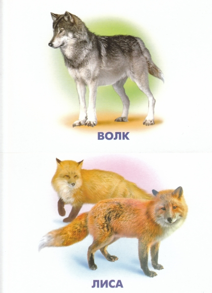 ТН "В осенним лесу"