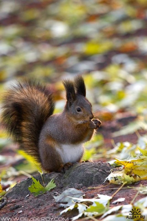 ТН "В осенним лесу"