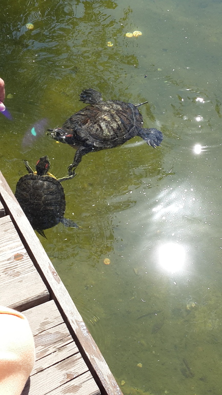 Прогулка в Аптекарский огород