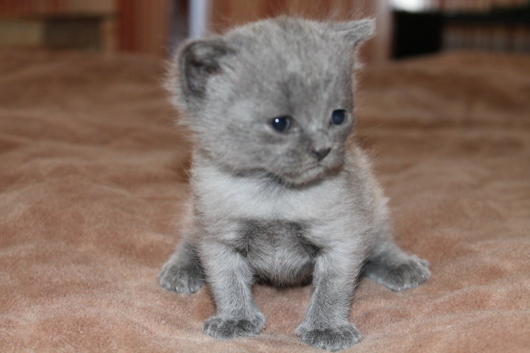 Пристрою в добрые руки маленьких хвостатиков