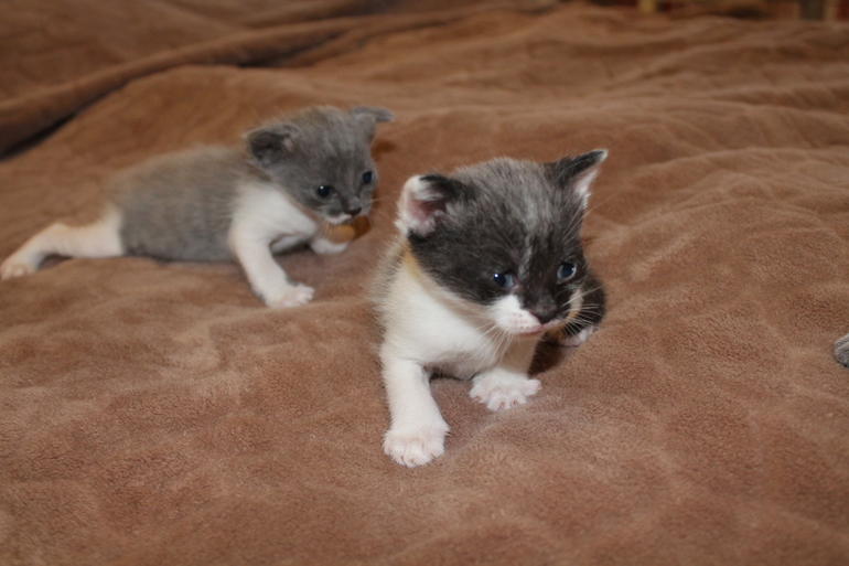 Пристрою в добрые руки маленьких хвостатиков