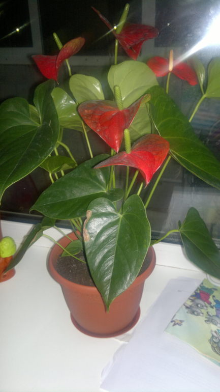 мои растюхи, не все