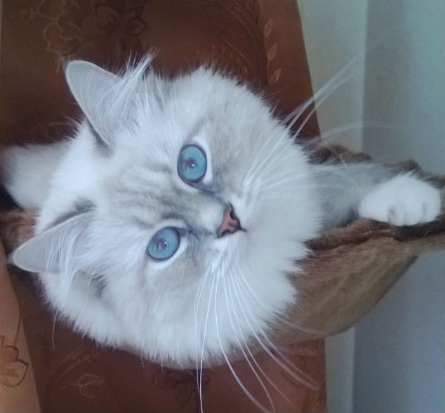 Мой котик и моя кошечка