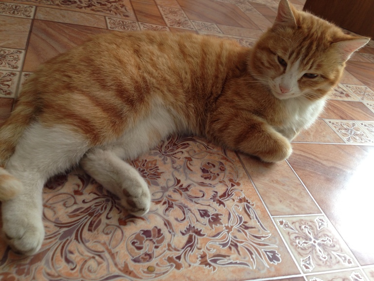 Мой тигр сегодня поймал ...МЫЫЫЫЫЫШ!!!