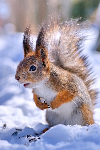 У белки зима...