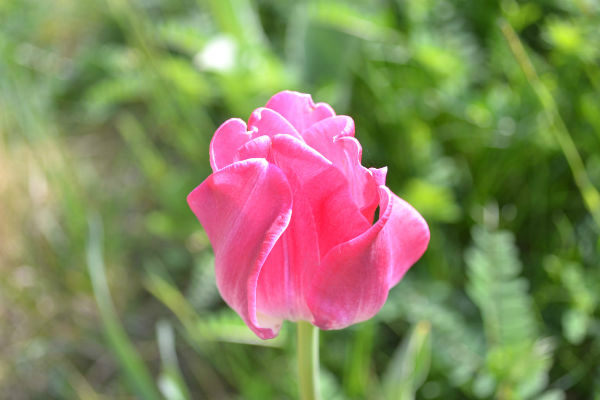 Я опять с цветами.