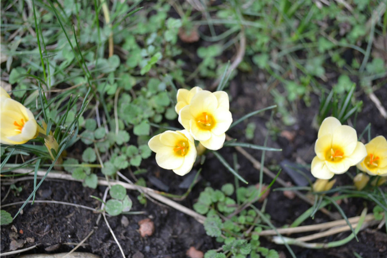 Вестники весны!