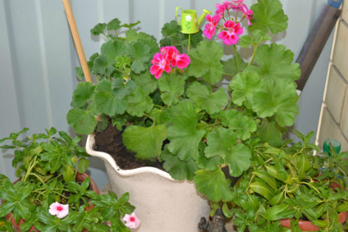 У меня цветущая весна!:)