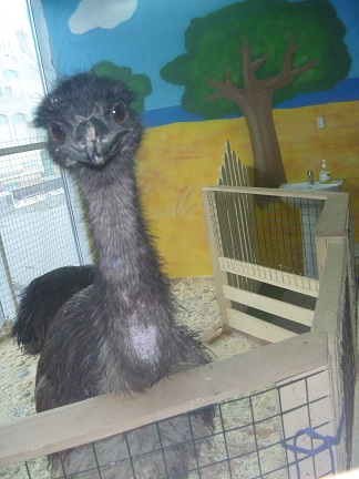 Поездка в контактный зоопарк в будний день