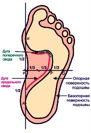 Формы ног и свод стоп ребенка