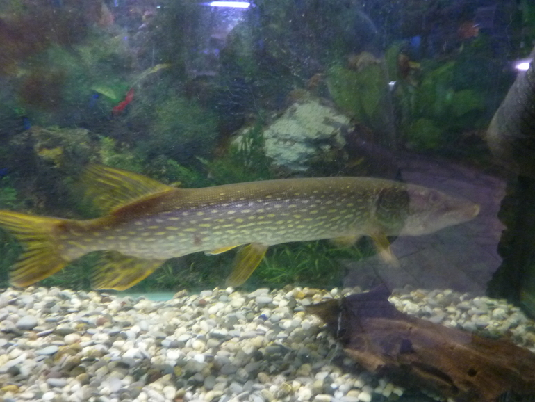 Зверинец на ВЫхино.