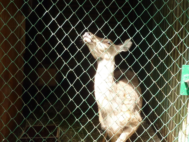 Зверинец на ВЫхино.