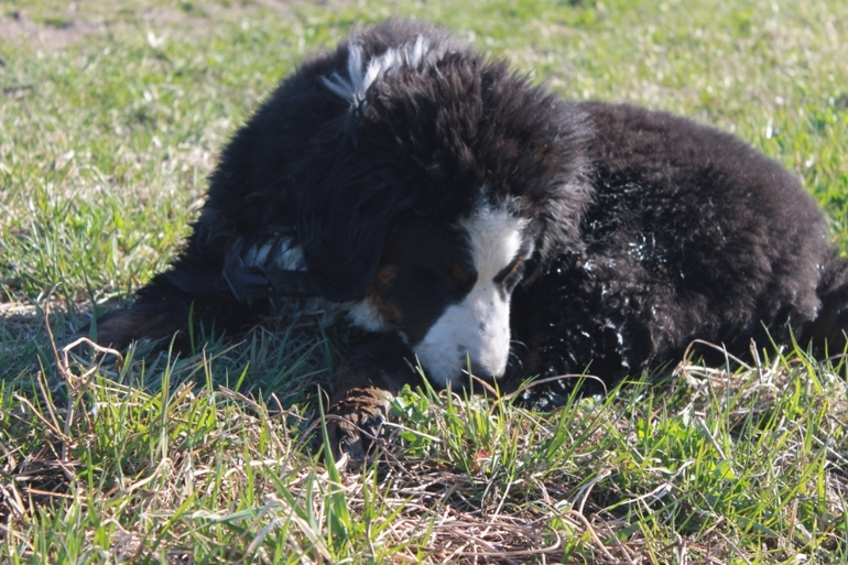 Ричард на прогулке в полях)))
