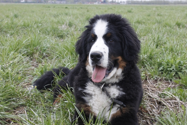 Как нас пес чуть на улице жить не оставил)))