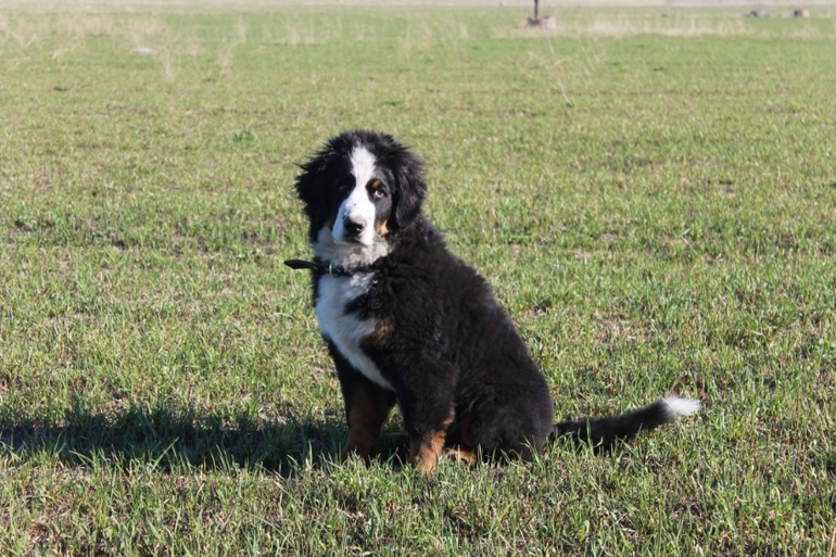 Ричард на прогулке в полях)))