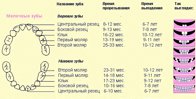 Схема молочных зубов, для себя