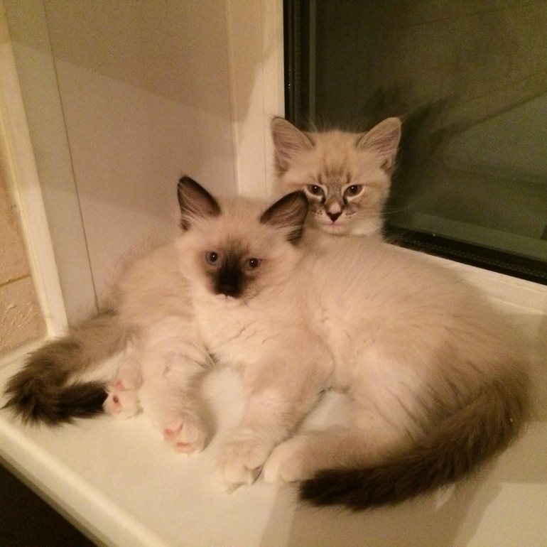 Невские маскарадные малыши