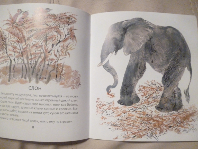 Чарушинские зверята (подробные фото и отзыв)