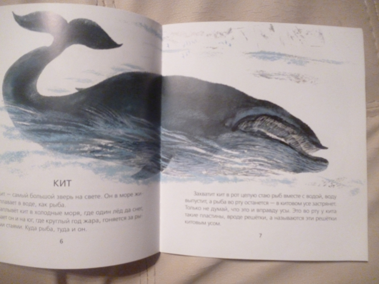 Чарушинские зверята (подробные фото и отзыв)