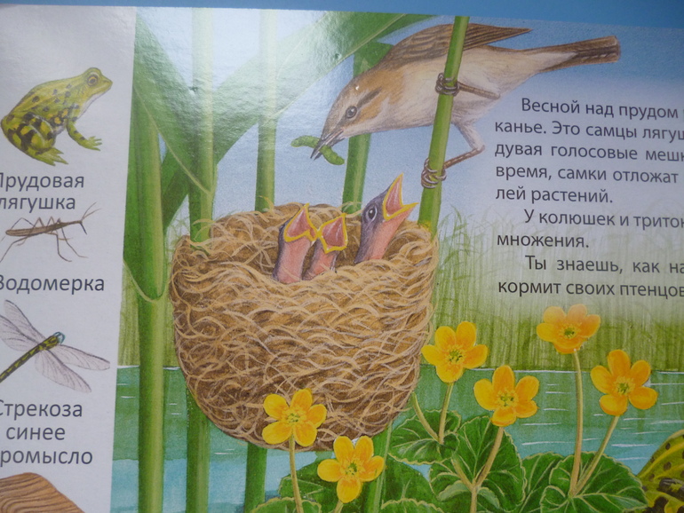 Первые книги малыша. Учим новые слова (бюджетные гляделки, много фото)